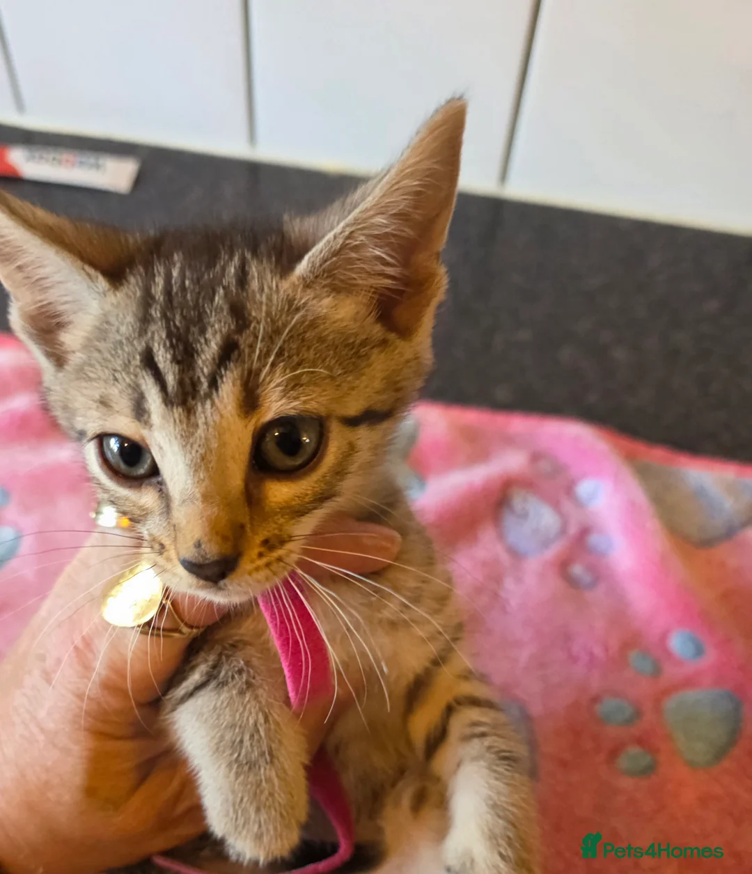 Bengal cats for sale: Bengal charcoal silver kittens from snow lynx mum - Advert 2