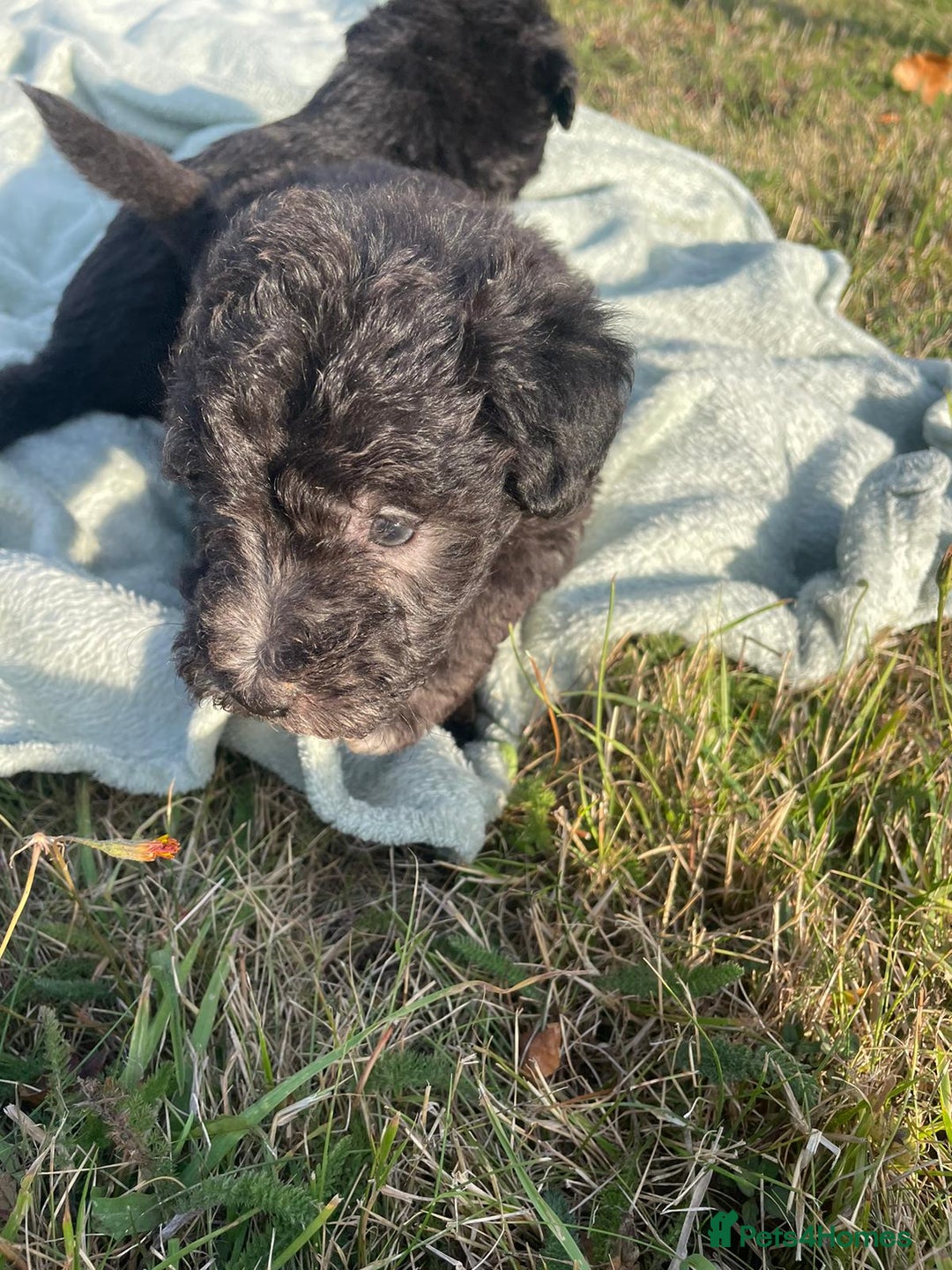 Mixed Breed dogs for sale: Foxypoo puppies for sale  - Image 11
