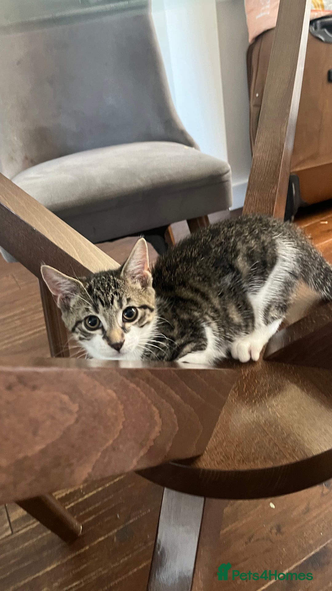 British Shorthair cats for sale: BOY KITTEN FOR SALE - Image 1