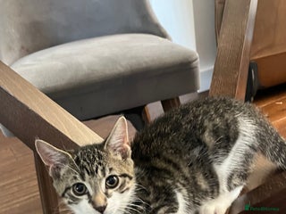 British Shorthair cats - Advert 1