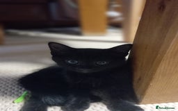 British Shorthair cats for sale: Cute kittens are ready. - Image 13