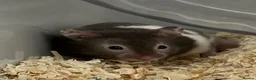 Hamster rodents for sale: Super Friendly Male Syrian And Set Up - Advert 7