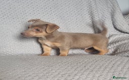 Jack Russell dogs for sale: Miniature jack Russell's only 3 available now - Image 28