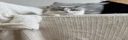 Ragdoll cats for sale: Pedigree Ragdoll Kittens GCCF  - Advert 2