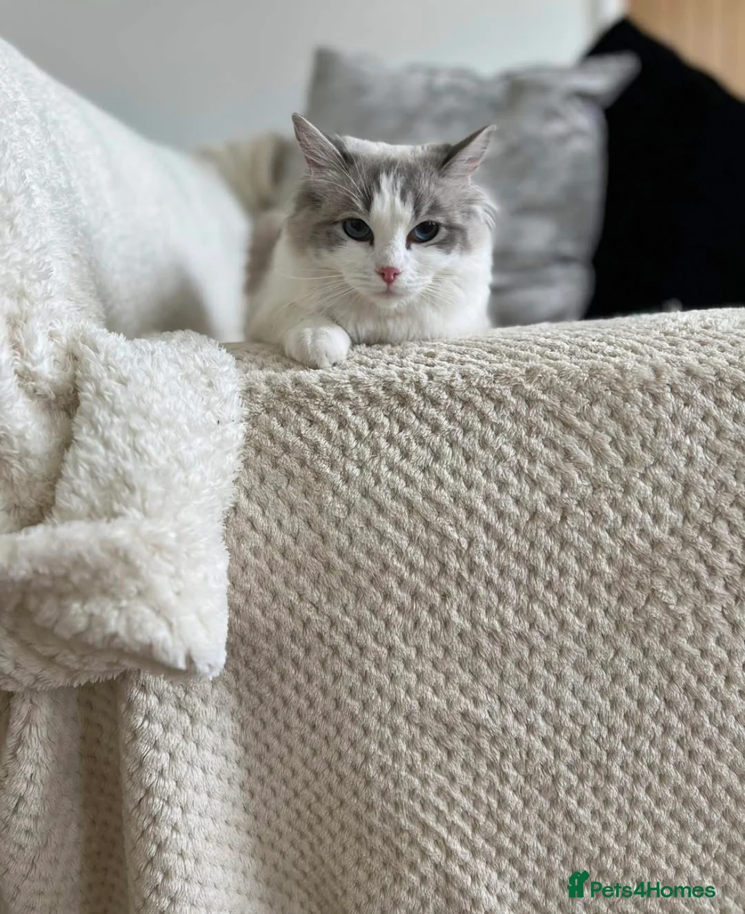 Ragdoll cats for sale: Pedigree Ragdoll Kittens GCCF  - Advert 2