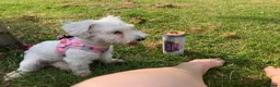 Havanese dogs for sale: Havanese Female in Leeds - Advert 7