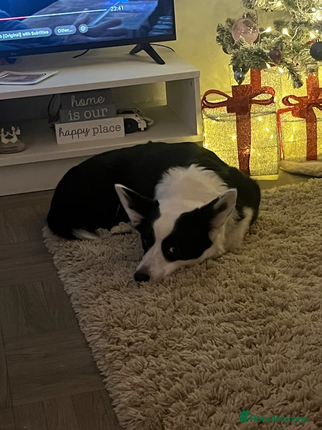 Welsh Corgi Cardigan dogs for stud: Kenzo  in Lancaster - Advert 8