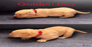 Labrador Retriever dogs Adorable Labrador Puppies–KC Registered - Advert 8