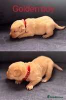 Labrador Retriever dogs Adorable Labrador Puppies–KC Registered - Advert 2