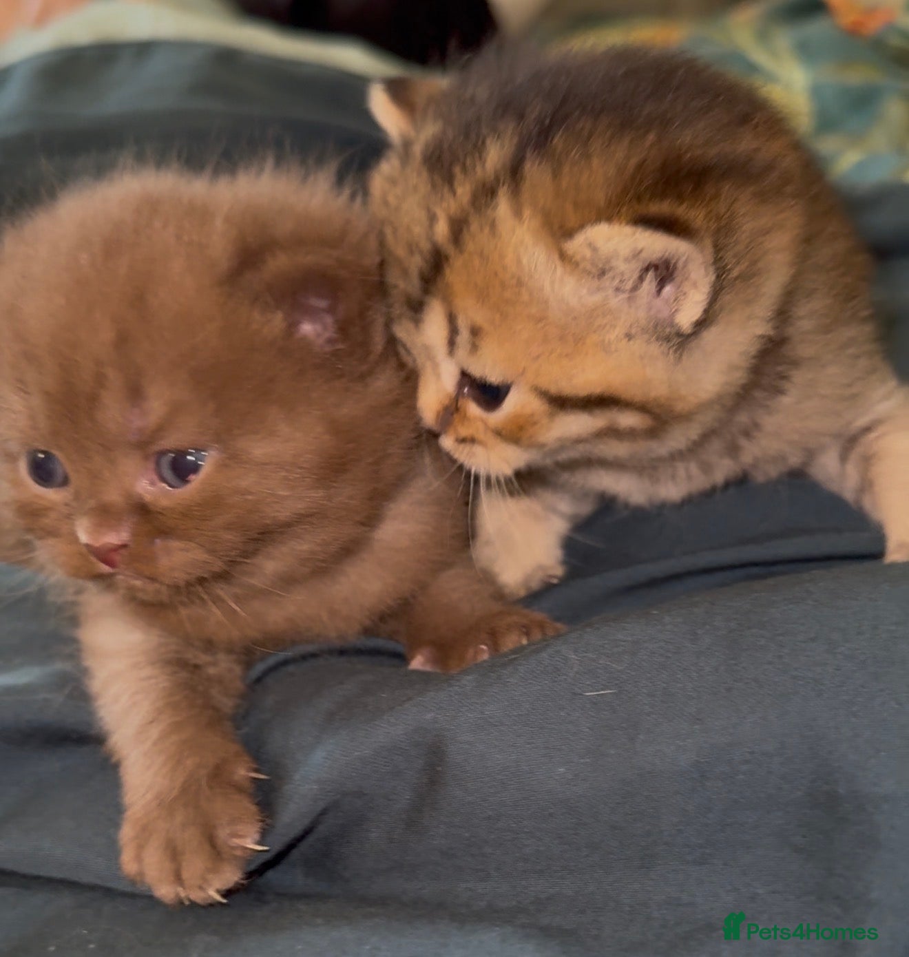 Scottish Fold cats Stunning Scottish fold/Scottish straight kittens🥰 - Advert 1