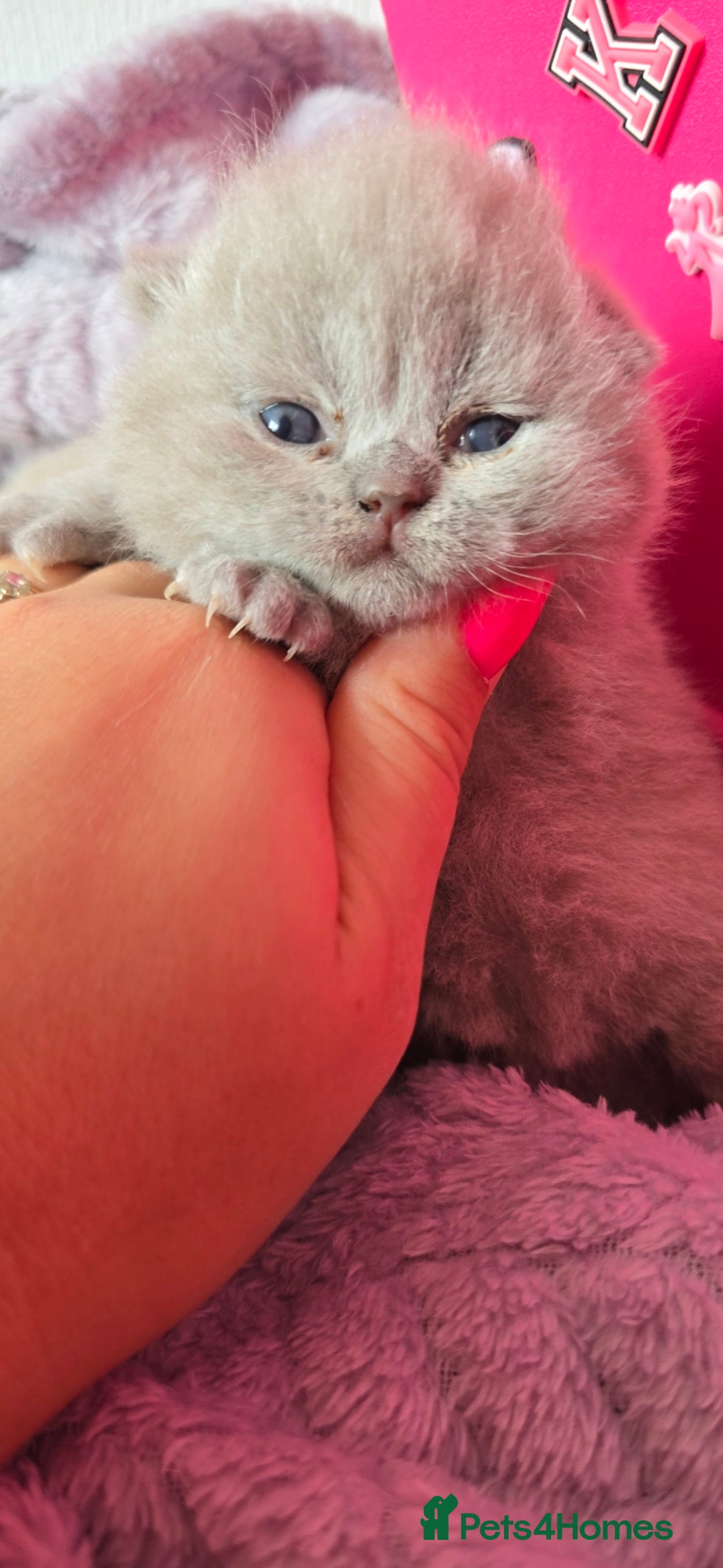 British Shorthair cats for sale: 2 LILAC BOYS CHUBBY BEAUTIES - Image 3