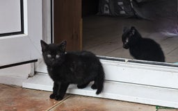 Mixed Breed cats for sale: 4 beautiful kittens and mum for sale  - Image 3