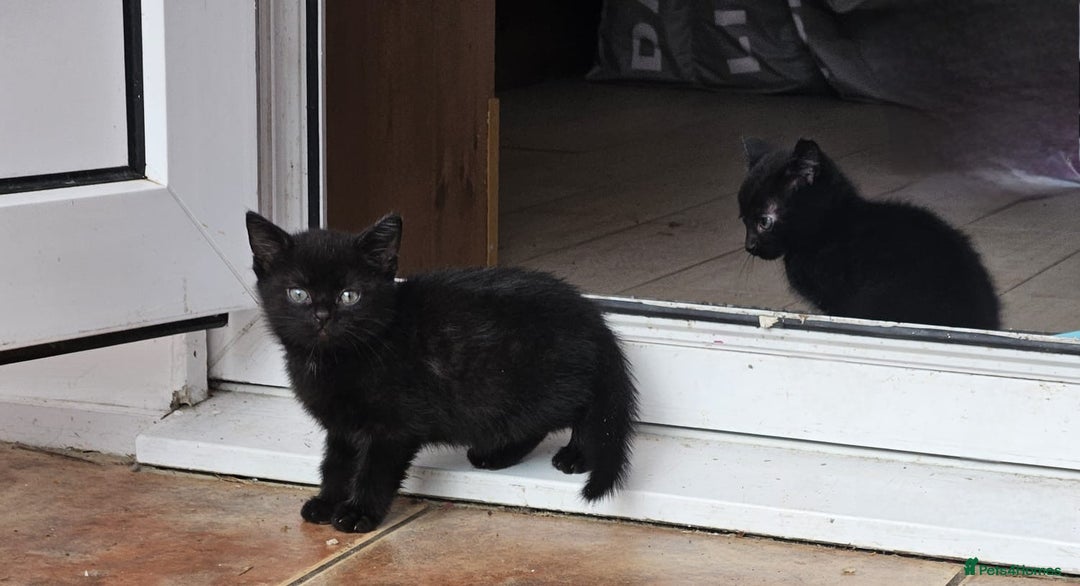 Mixed Breed cats for sale: 4 beautiful kittens and mum for sale  - Image 3