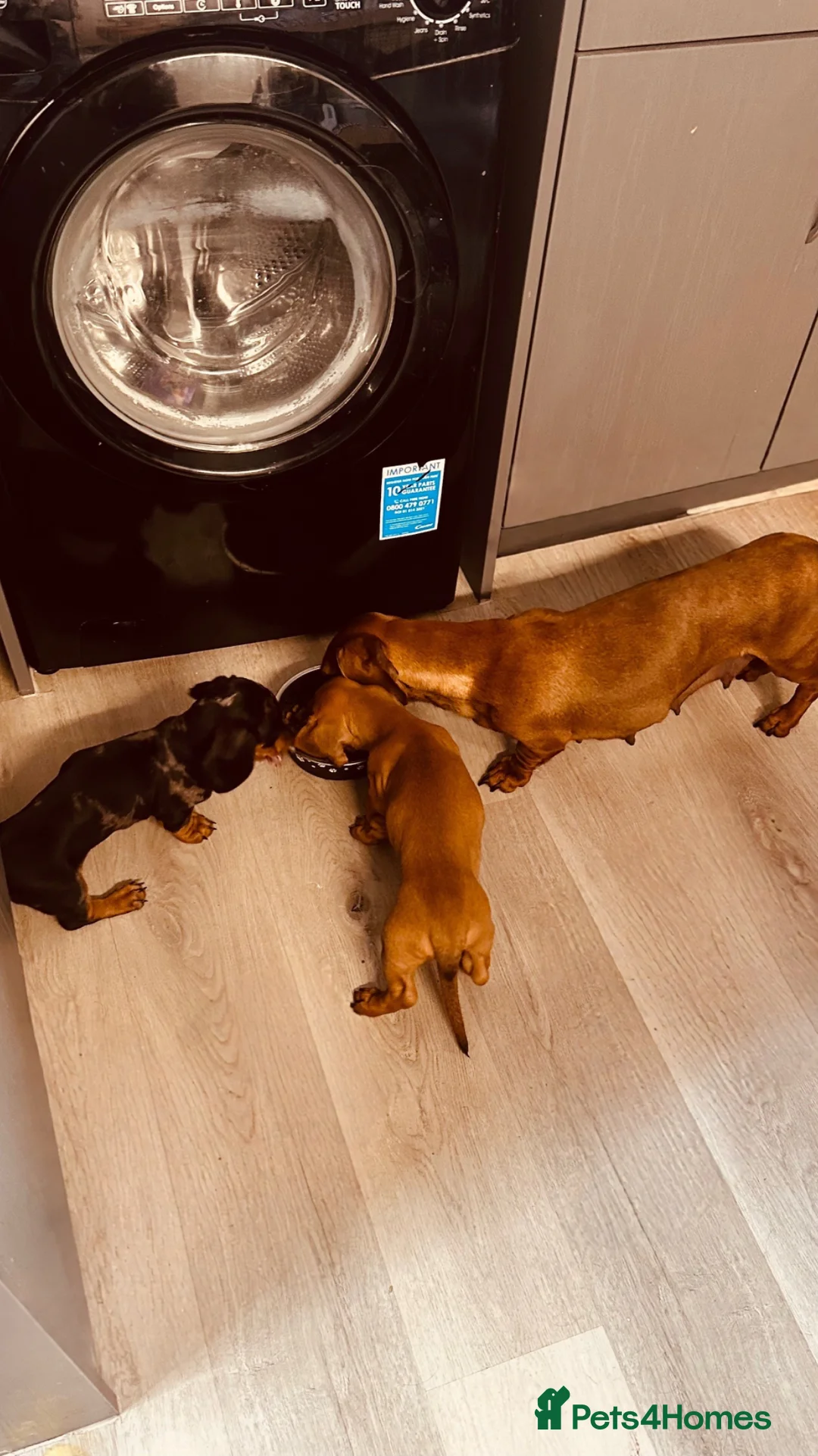 Dachshund dogs for sale: Beautiful dachshund pups  - Advert 1