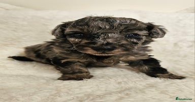 Toy Poodle dogs - Advert 5