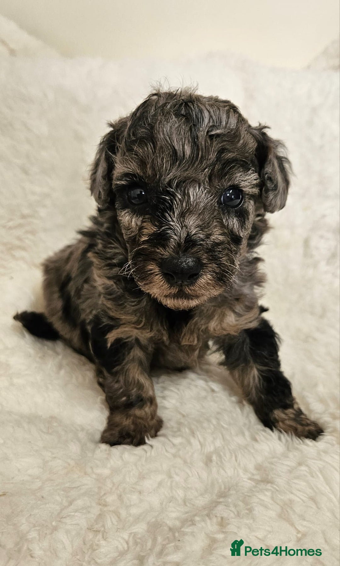 Toy Poodle dogs for sale: Toy poodle puppies  - Image 2