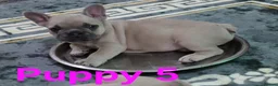 French Bulldog dogs for sale: Beautiful blue french bulldogs puppies  - Advert 12
