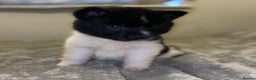 Akita dogs for sale: Beautiful American Akita Puppies 9 Boys 3 Females  - Advert 37