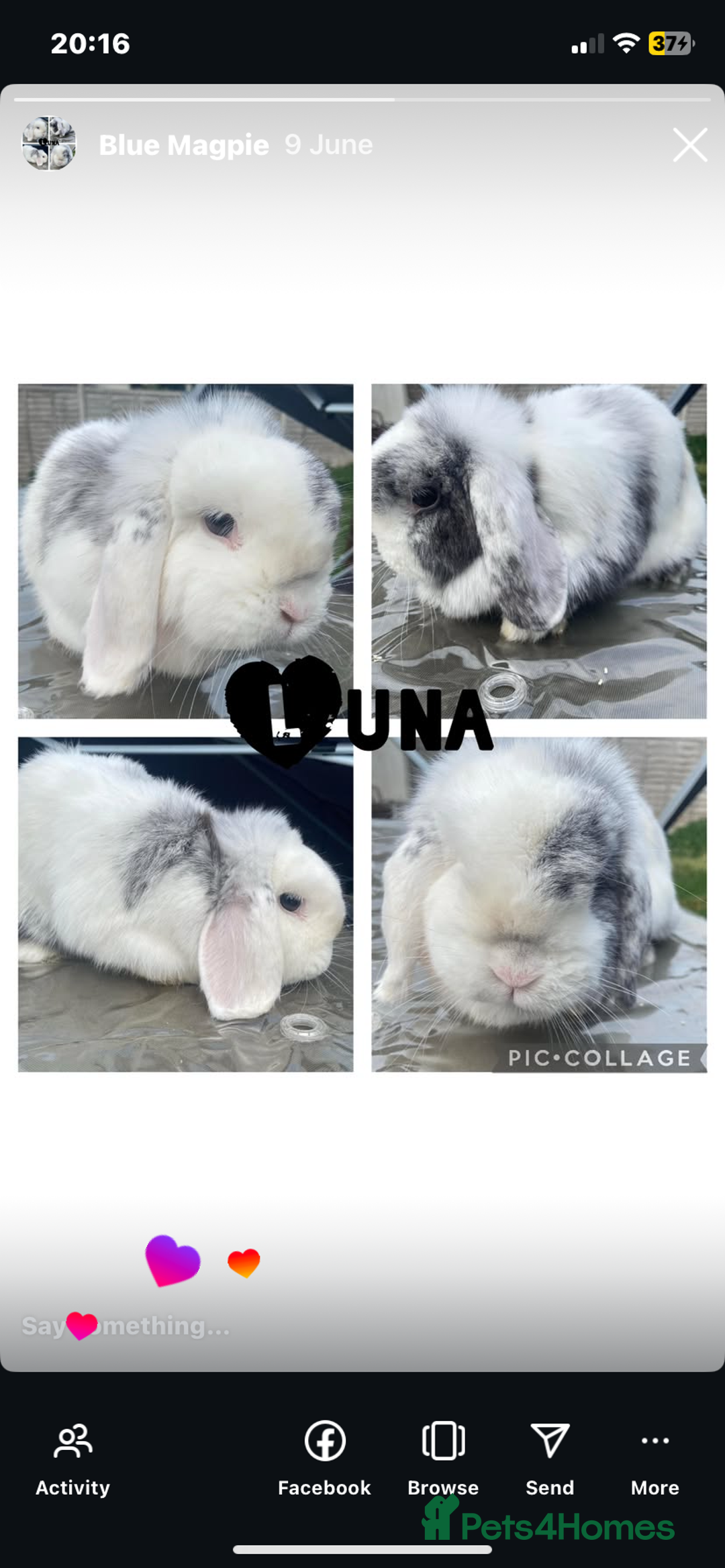 Mini Lop rabbits for sale: Mini lops  - Image 22