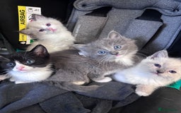 Ragdoll cats for sale: Ragdoll x BSH - Ready now - Image 5