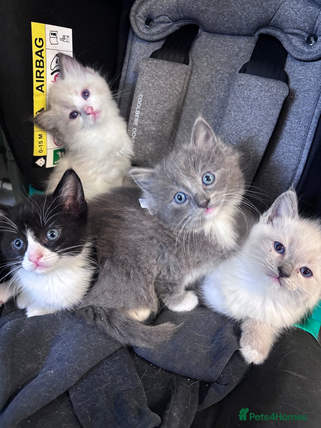 Ragdoll cats for sale: Ragdoll x BSH - Ready now - Image 5