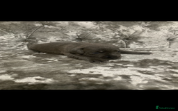 Staffordshire Bull Terrier dogs for sale: KC Reg Staffy Puppies Ready 3rd Dec - Image 3