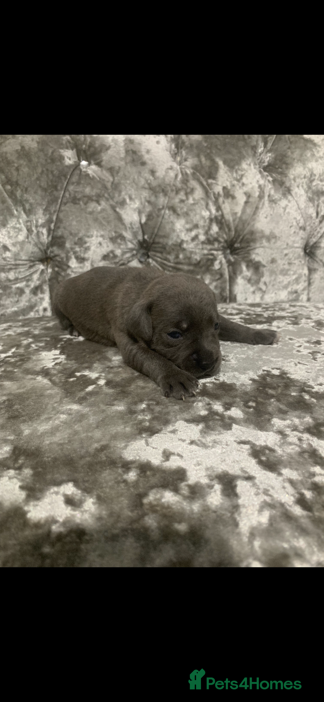 Staffordshire Bull Terrier dogs for sale: KC Reg Staffy Puppies Ready 3rd Dec - Image 3