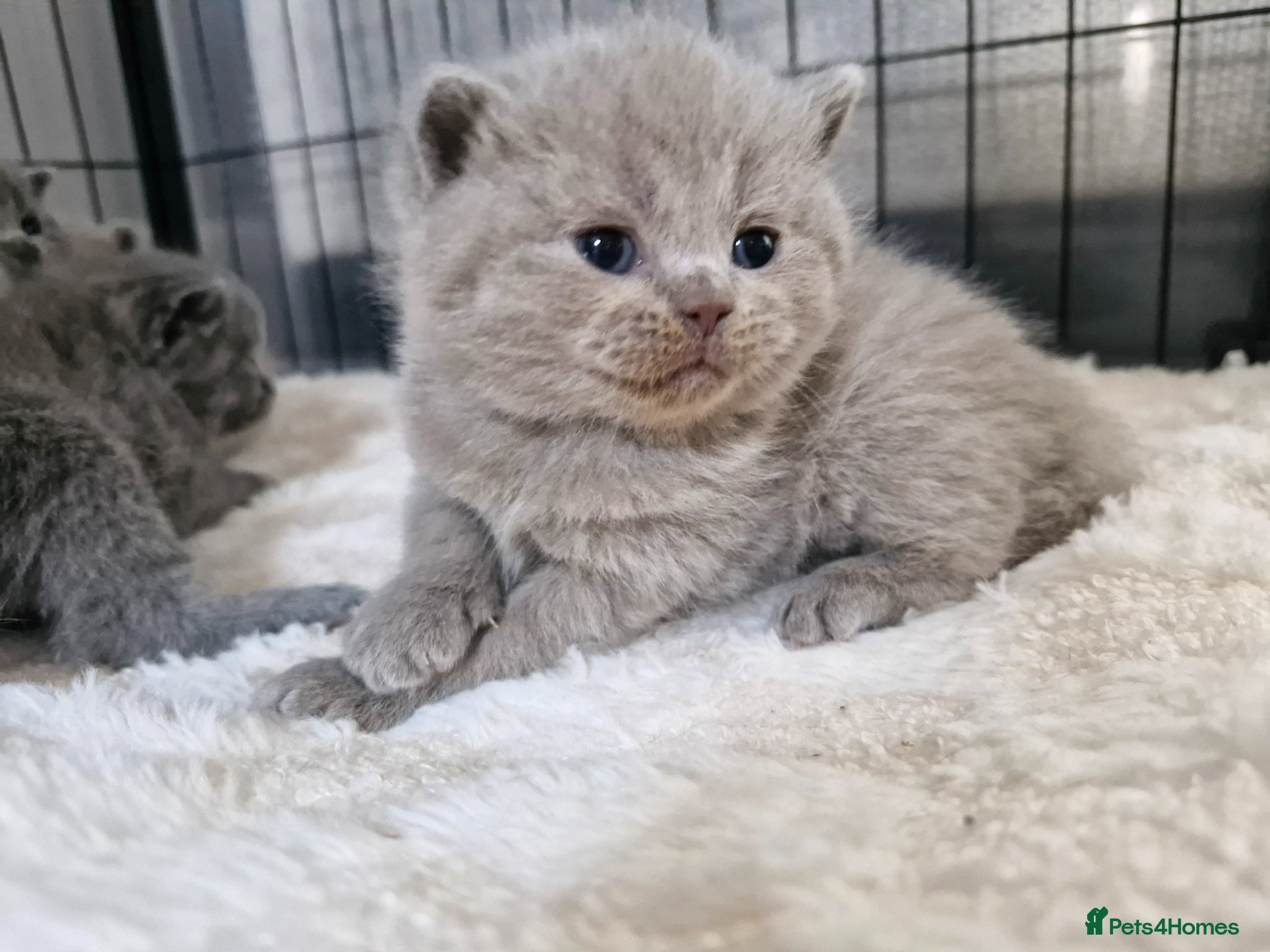 British Shorthair cats British shorthair blue and lilac - Advert 2