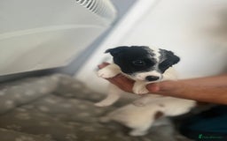 Jack Russell dogs for sale: 2 beautiful pups for sale  - Image 5
