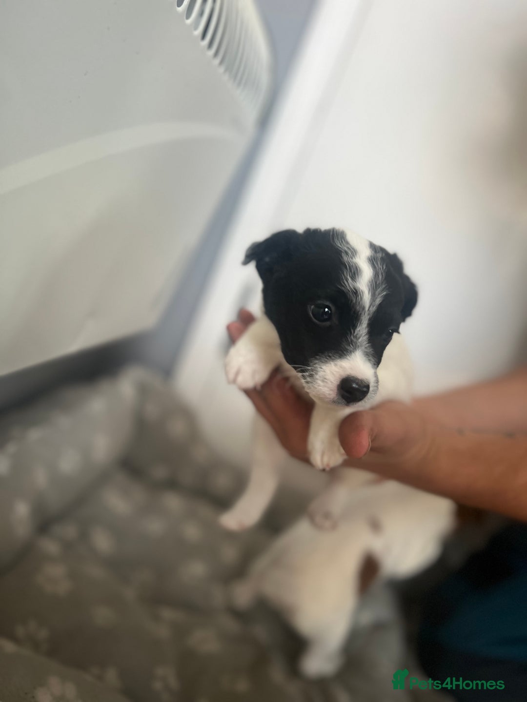 Jack Russell dogs for sale: 2 beautiful pups for sale  - Image 5