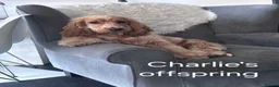 Cocker Spaniel dogs for stud: Orange Roan KC reg Show Cocker Spaniel Stud - Advert 15