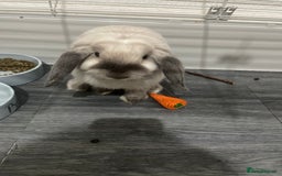 Mini Lop rabbits for sale: Vaccinated mini lop- available immediately  - Image 4