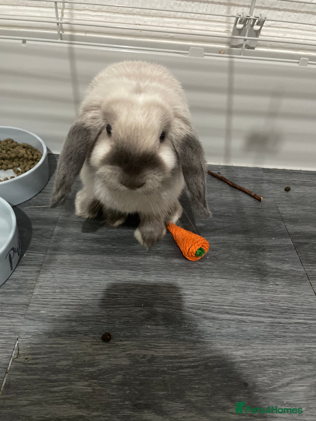Mini Lop rabbits for sale: Vaccinated mini lop- available immediately  - Image 4