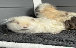 Guinea Pig rodents for sale: Bonded male piggies  - Image 7