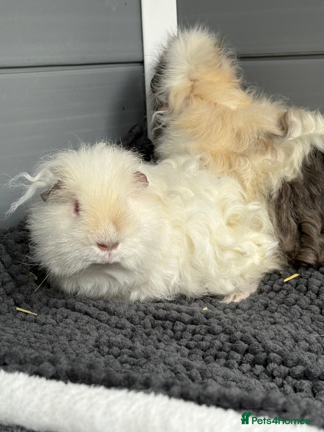 Guinea Pig rodents for sale: Bonded male piggies  - Image 7