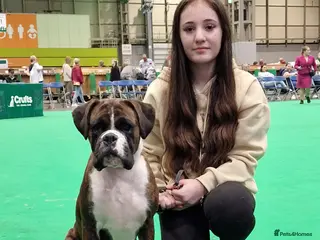 Boxer dogs 2 Stunning KC Brindle Boxer Bitches available. - Advert 3