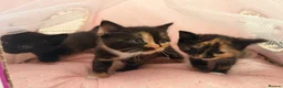 Mixed Breed cats for sale: Beautiful Kittens Looking for Their Forever Homes in Gillingham - Advert 5