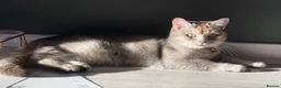 Scottish Fold cats for sale: Pedigree Champion Bloodline Scottish Straight! - Advert 4