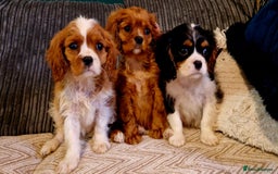 Cavalier King Charles Spaniel dogs for sale: Beautiful King Charles Cavalier Puppies - Image 1