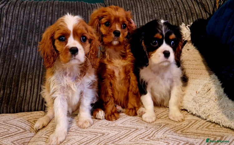 Cavalier King Charles Spaniel dogs - Advert 4