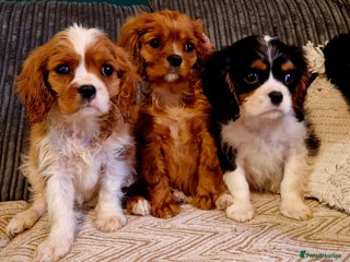 Cavalier King Charles Spaniel dogs - Advert 17