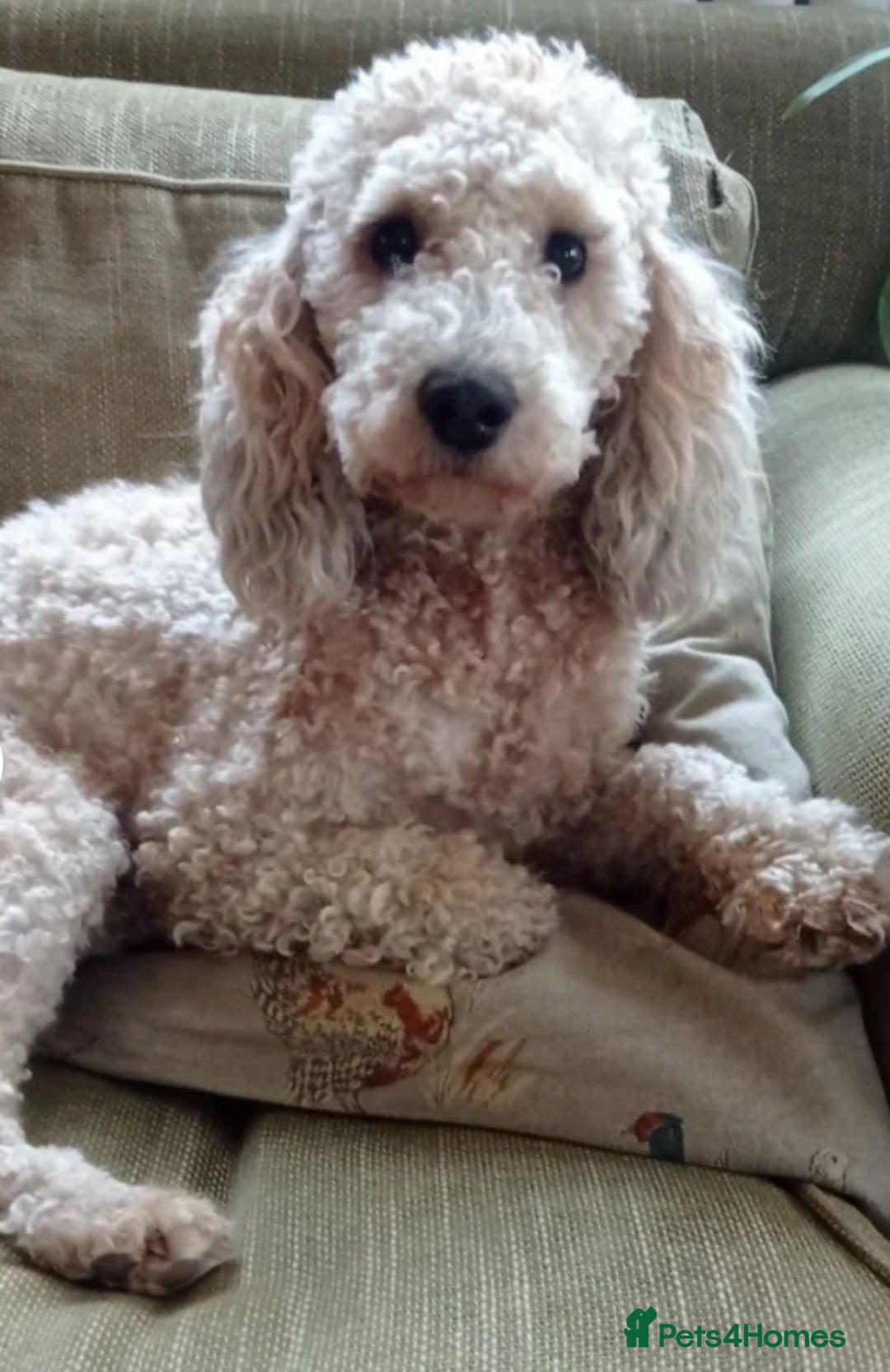 Cockapoo dogs for sale: 💥 Beautiful health checked F1B cockapoos 💥  - Advert 16