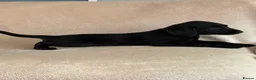 Labrador Retriever dogs for sale: 6 beautiful lab girls (one girl left!) - Advert 9