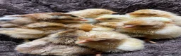 Chickens poultry for sale: Hatching Eggs, Chicks & Ducklings - Many Breeds - Advert 2