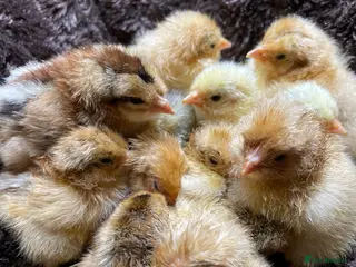 Chickens poultry Hatching Eggs, Chicks & Ducklings - Pure Breeds - Advert 1