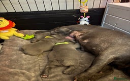 French Bulldog dogs for sale: 10 week old bat pigs ready for there new homes - Image 13