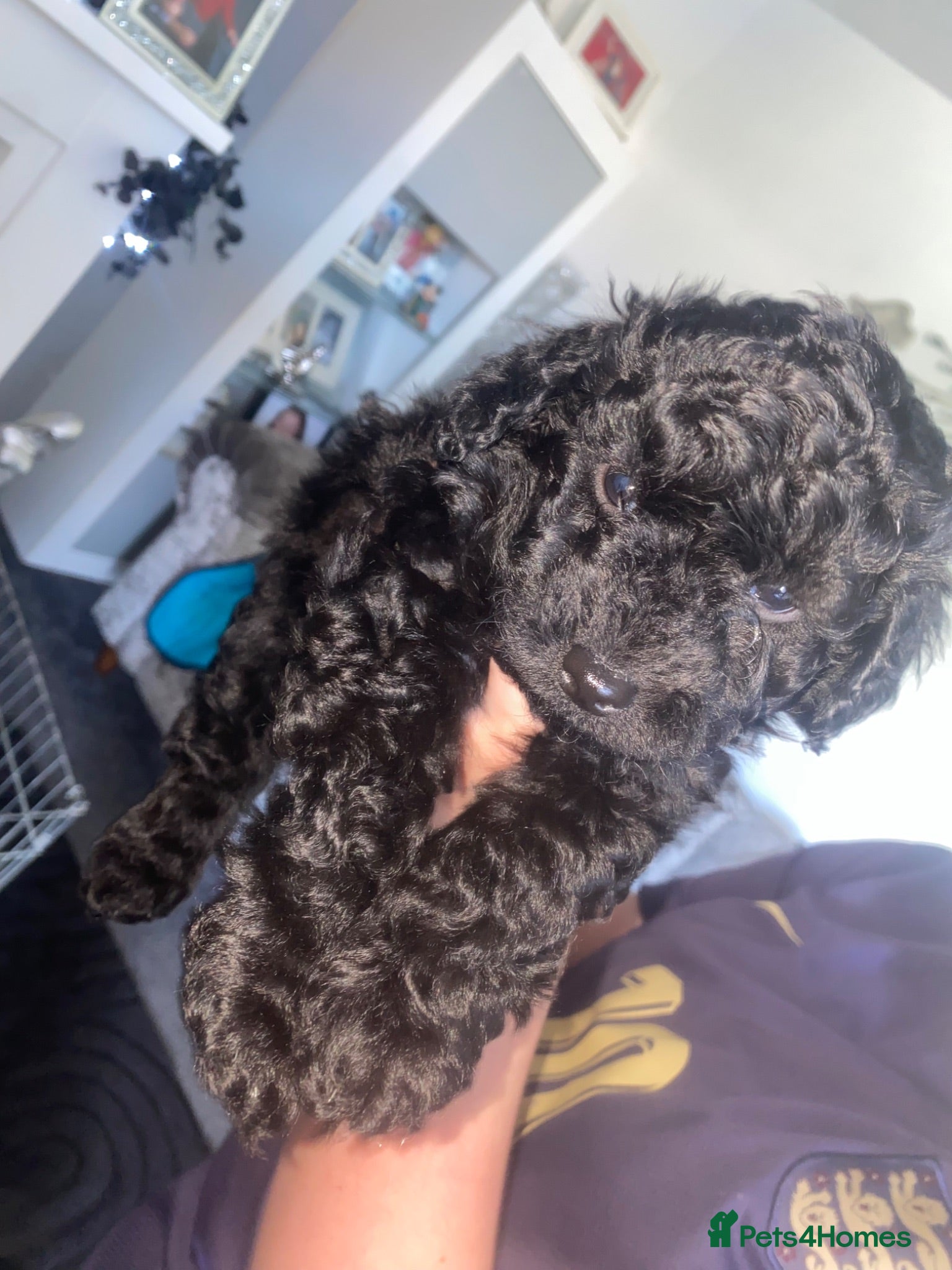 Cockapoo dogs Cockerpoo puppies - Advert 1