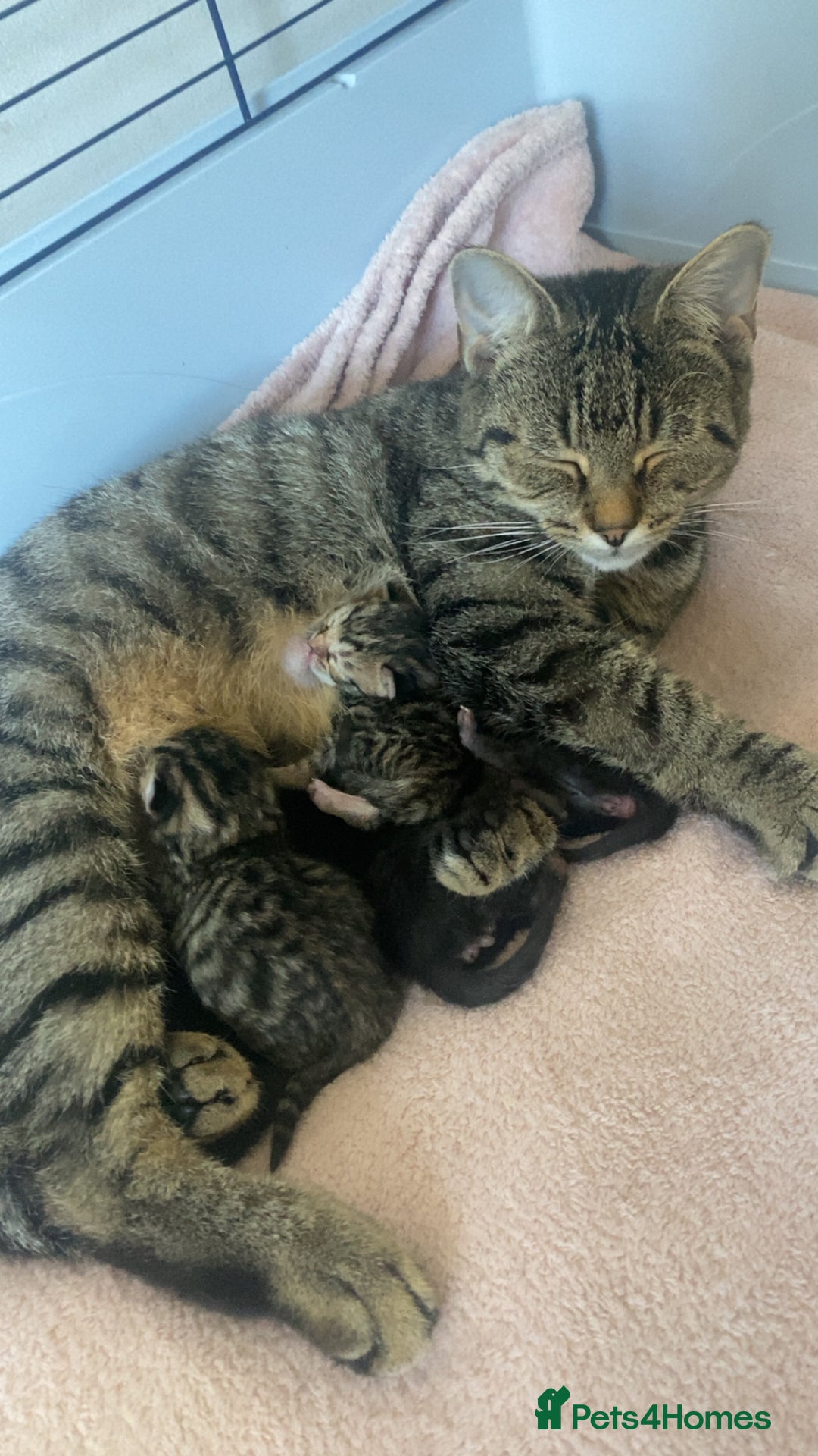 Mixed Breed cats for sale: Mixed bengal and Norwegian kittens  - Advert 1