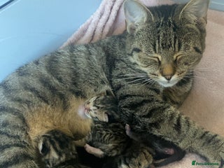 Mixed Breed cats Mixed bengal and Norwegian kittens - Advert 1