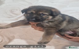 German Shepherd dogs for sale: Working line german shepherd puppies  - Image 5